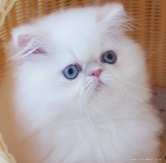 ID:2108-01109の子猫