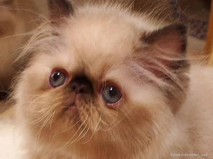 ID：1809-00106の子猫