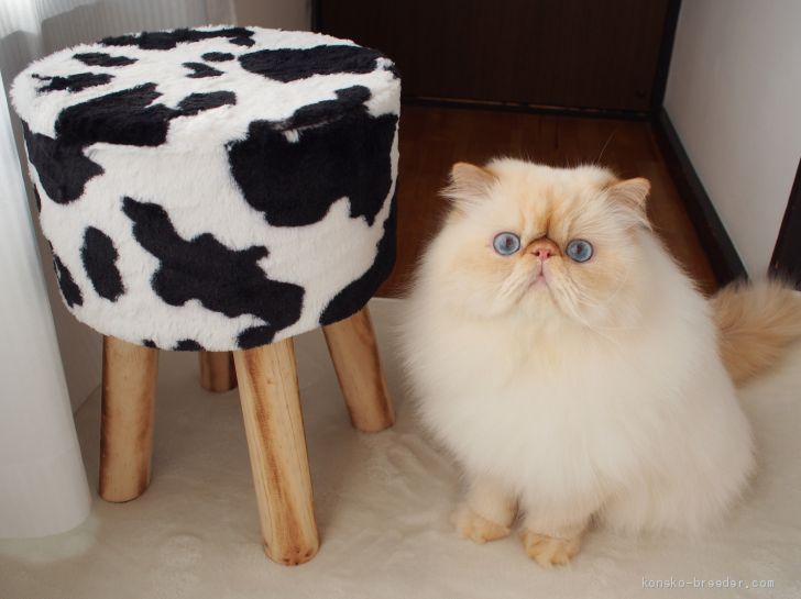 エキゾチックロングヘア【・男の子・2017年8月27日・フレイムポイント】