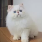エキゾチックショートヘア