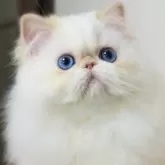 エキゾチックショートヘア