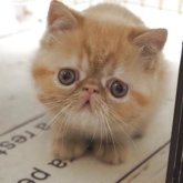 エキゾチックショートヘア