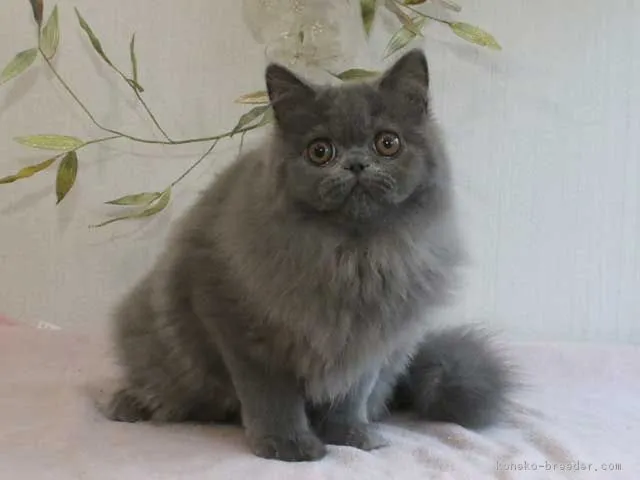 ID：1606-00298の子猫