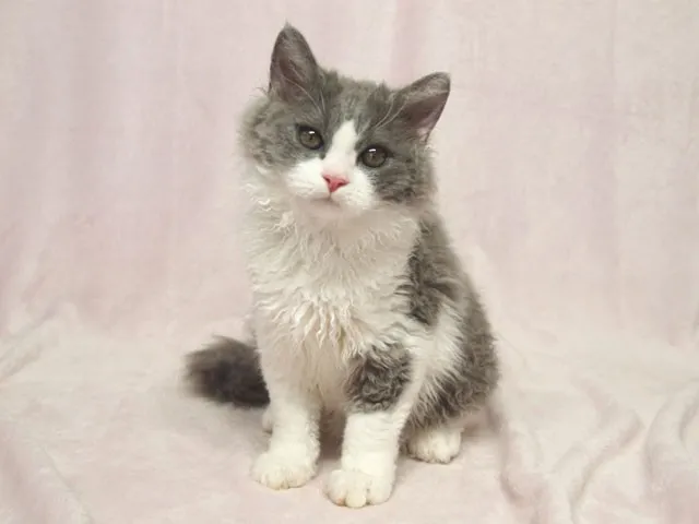 ID：1407-00235の子猫