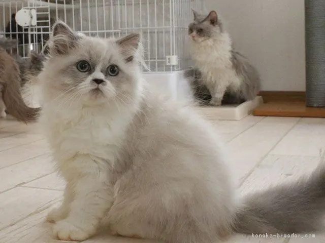 ID：1708-00097の子猫