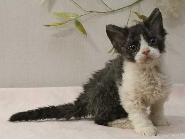 ID：1607-00714の子猫