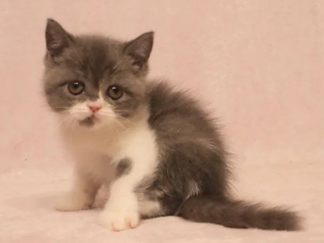 ID：1502-00207の子猫