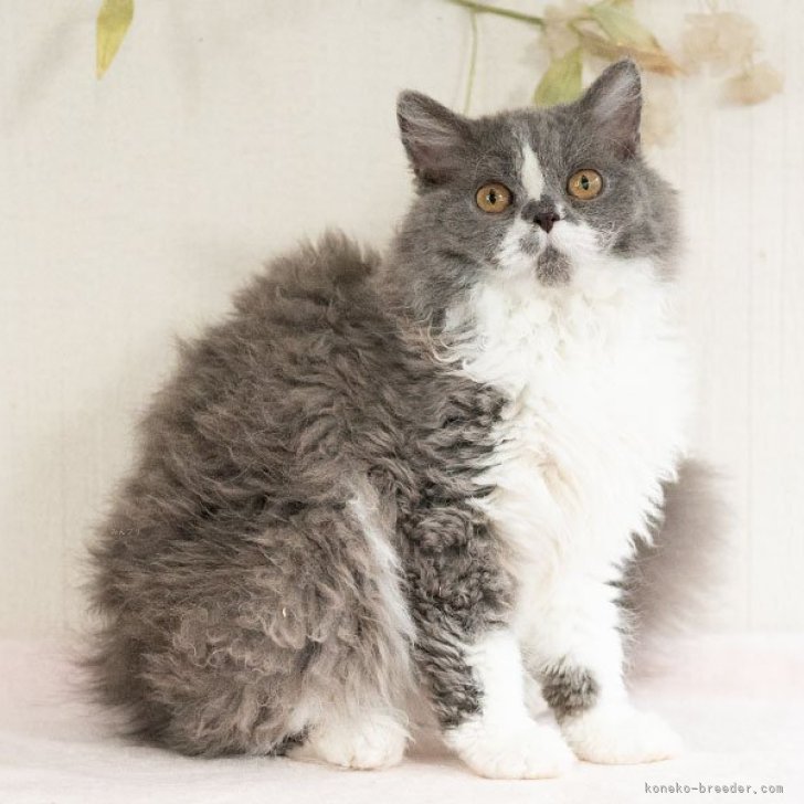 2015年　セルカークレックス cat_img_1_a03e4c799b28.jpg