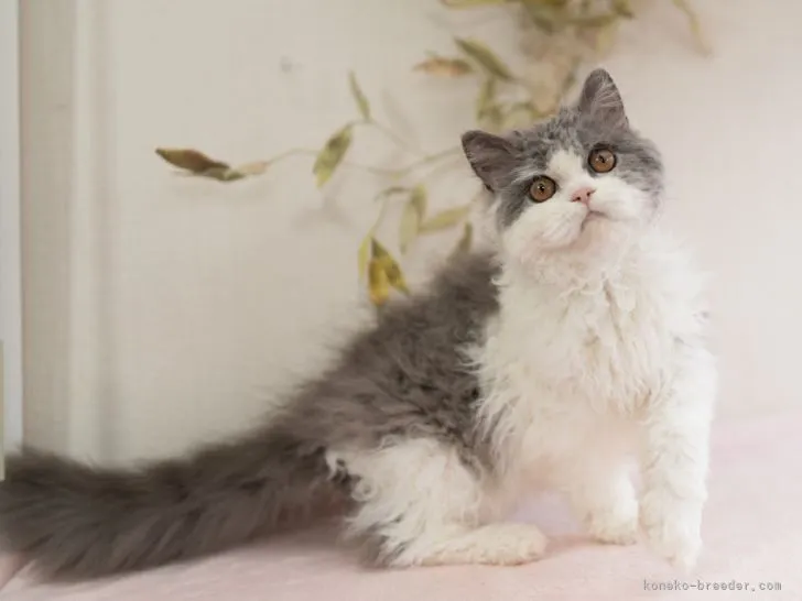 ID:2112-02381の子猫