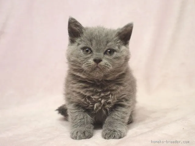 ID：1507-00366の子猫