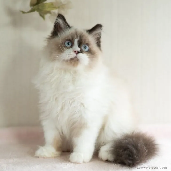 ID:2304-02425の子猫