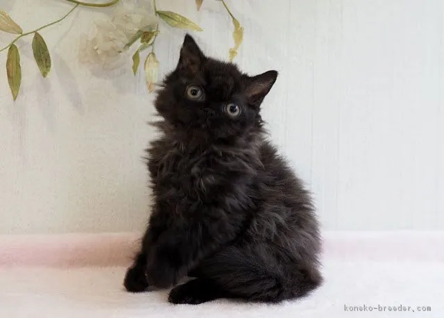 ID:1812-00315の子猫
