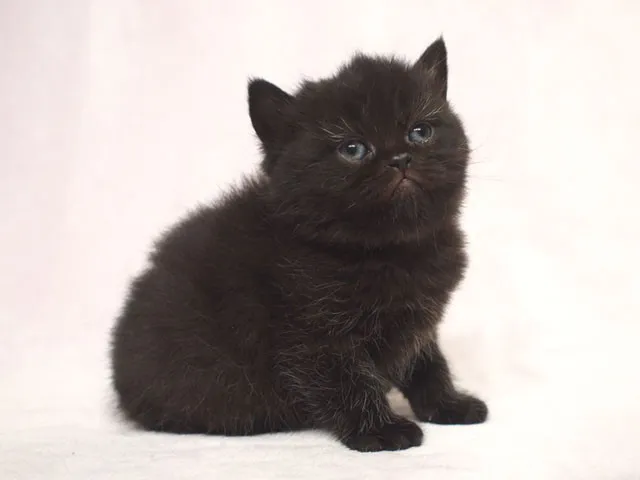 ID:1408-00006の子猫