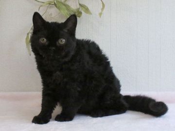 セルカークレックス【大阪府・女の子・2017年10月7日・ブラック（ショートヘア　巻き毛）】の写真「巻き毛の黒猫ちゃんです」