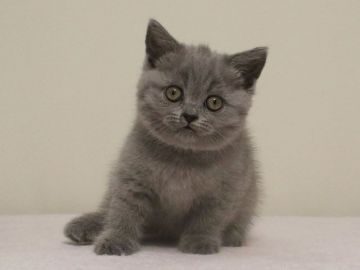 セルカークレックス【大阪府・女の子・2016年7月16日・ブルー（ショートヘア　直毛）】の写真「ブリティッシュショートヘア風の直毛ちゃんです」