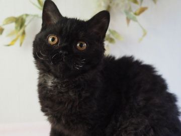 セルカークレックス【大阪府・男の子・2017年9月22日・ブラック（ショートヘア　巻き毛）】の写真「とっても人懐こい巻き毛の黒猫君です」