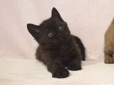 セルカークレックス【大阪府・男の子・2015年5月7日・ブラック】の写真1