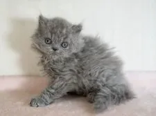 セルカークレックス【大阪府・女の子・2021年2月14日・ブルー】の写真1