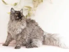 セルカークレックス【大阪府・男の子・2021年2月13日・ブラック】の写真2