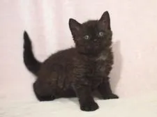 セルカークレックス【大阪府・男の子・2015年5月7日・ブラック】の写真2