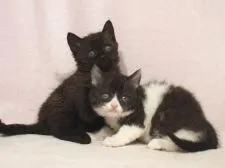 セルカークレックス【大阪府・男の子・2015年5月7日・ブラック】の写真4「左の子です。右は兄妹の白黒ちゃん。」