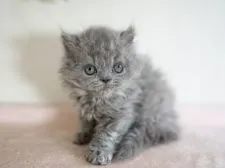 セルカークレックス【大阪府・女の子・2021年2月14日・ブルー】の写真4