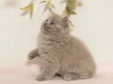 セルカークレックス【大阪府・男の子・2021年9月11日・ラベンダー】の写真4