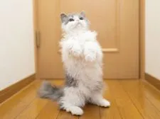 セルカークレックス【大阪府・女の子・2021年9月11日・ブルー&ホワイト】の写真5