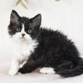 セルカークレックス