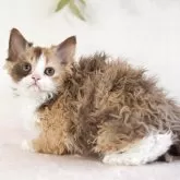 セルカークレックス