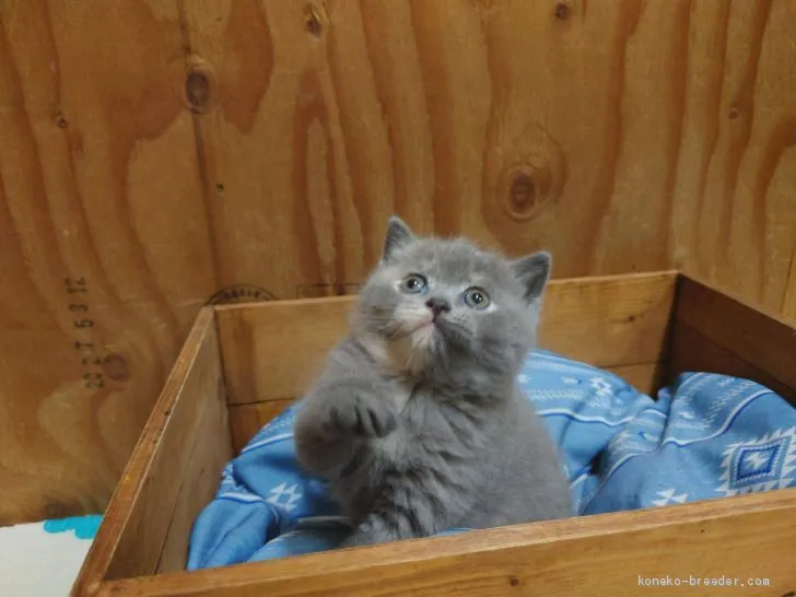 ID:2101-01760の子猫