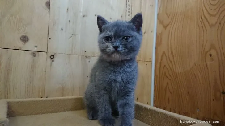 ID：1807-01117の子猫