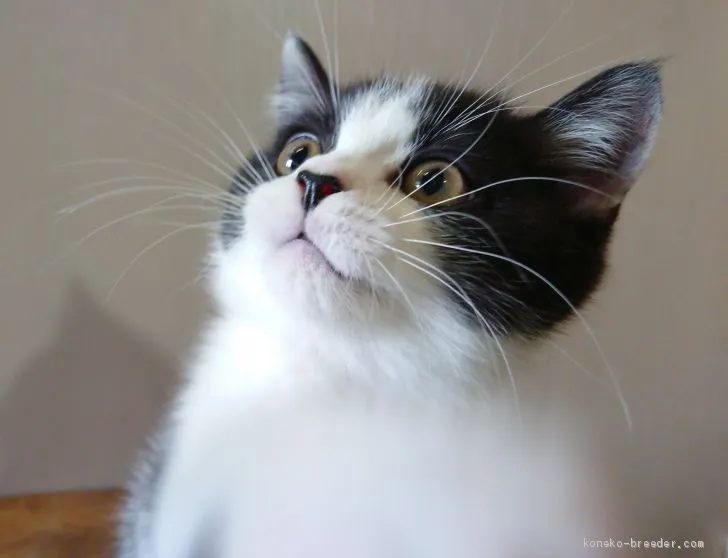 ID:1909-00939の子猫