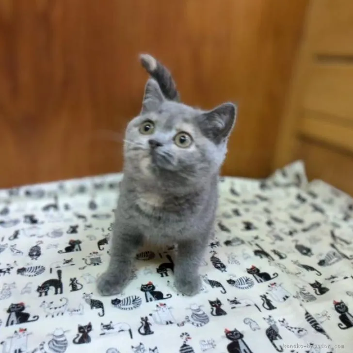 ID：2210-00169の子猫