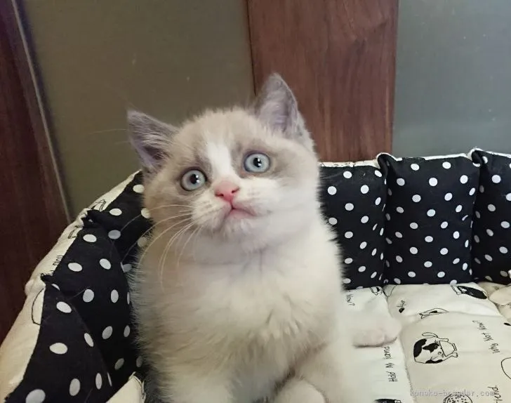 ID:2002-00220の子猫