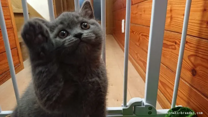 ID:1812-00707の子猫
