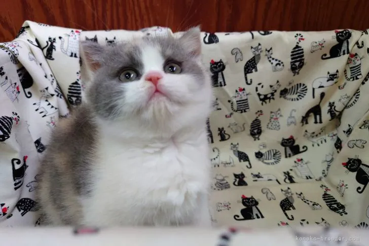 ID:2202-01181の子猫