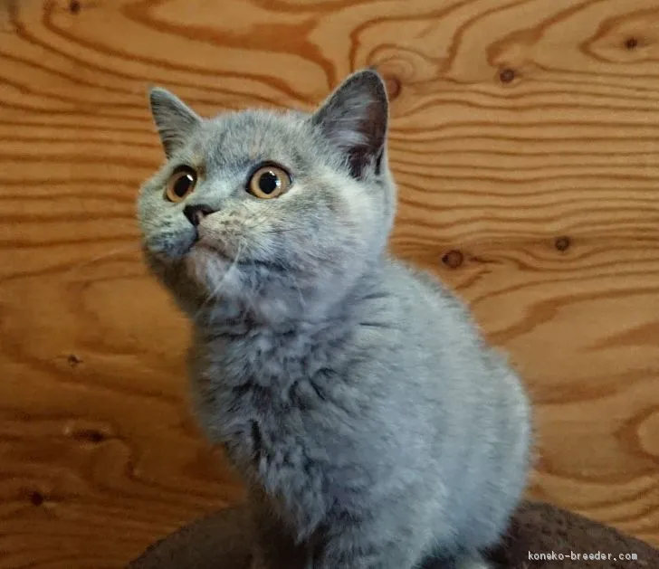 ID:1909-00937の子猫
