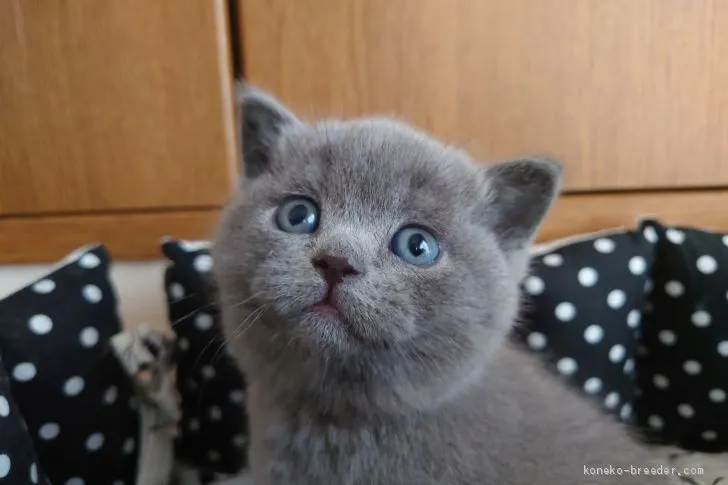 ID：2103-00275の子猫