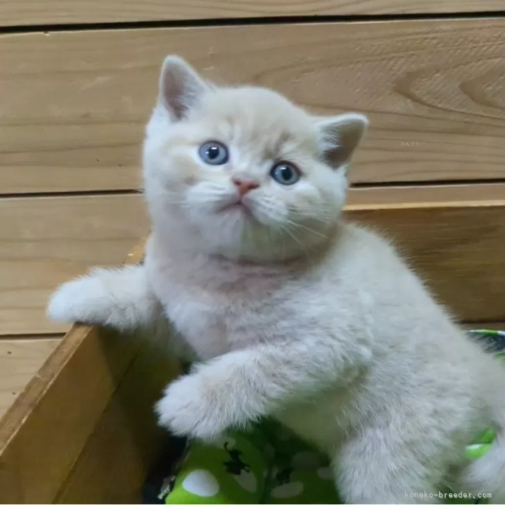 ID:2402-00235の子猫