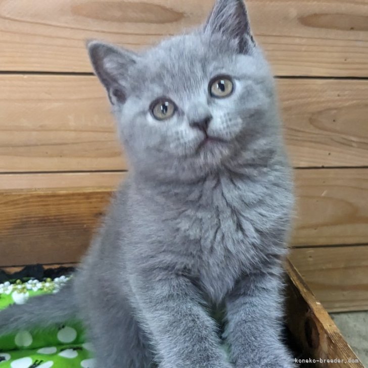 20インチ ブリティッシュショートヘア 青い猫 ぬいぐるみ CU-MATE cat_img_1_thumb_mob_e40bc057da