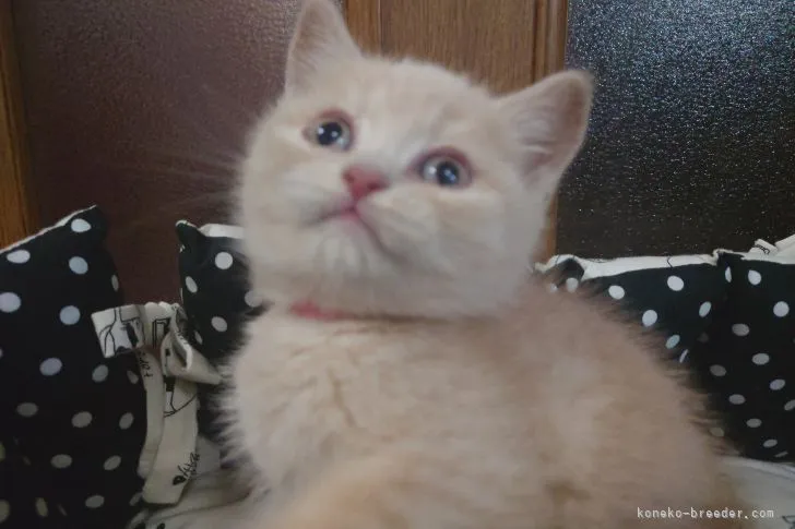 E.H 様のお迎えした子猫