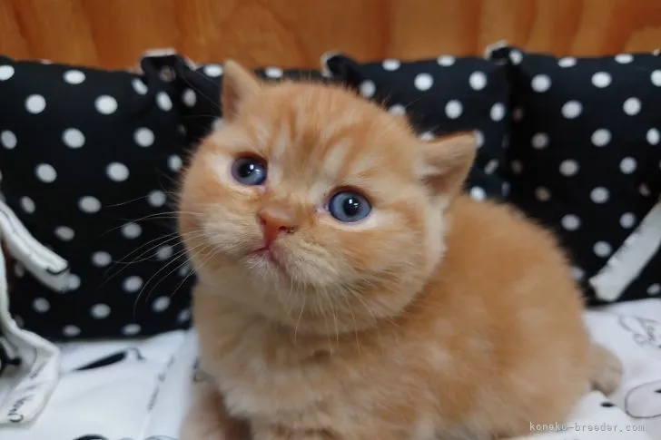 ID：2106-00069の子猫