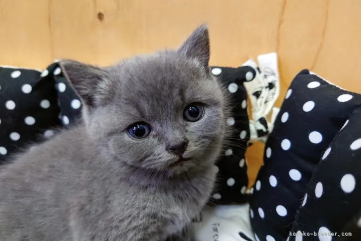 ID:2106-00658の子猫