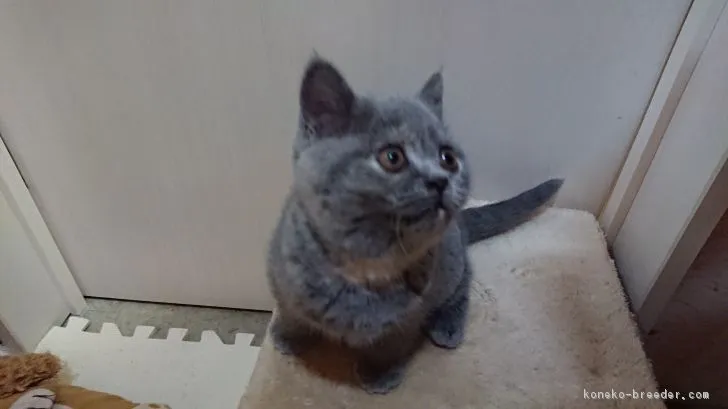 ID:1812-00708の子猫
