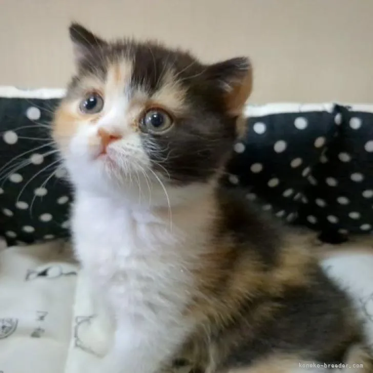 ID：2210-03091の子猫