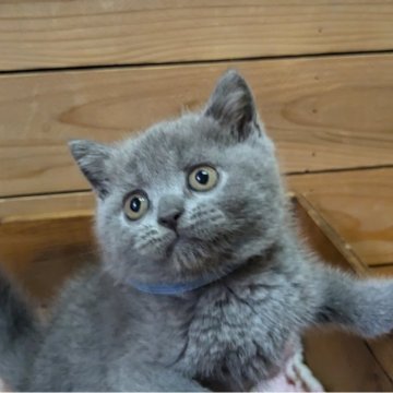 ブリティッシュショートヘア【神奈川県・男の子・2024年5月24日・ブルー】の写真「まんまる」