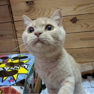 ブリティッシュショートヘア【神奈川県・男の子・2024年4月18日・クリーム】の写真「綺麗なクリーム色」