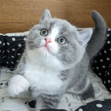 ブリティッシュショートヘア【神奈川県・男の子・2023年3月9日・ブルー&ホワイト（もふもふ）】の写真「まんまるお顔と大きな瞳」