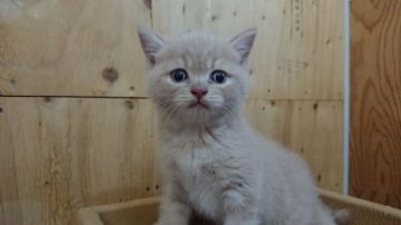 ブリティッシュショートヘア【神奈川県・男の子・2018年6月20日・クリーム】の写真「元気いっぱいな男の子。」